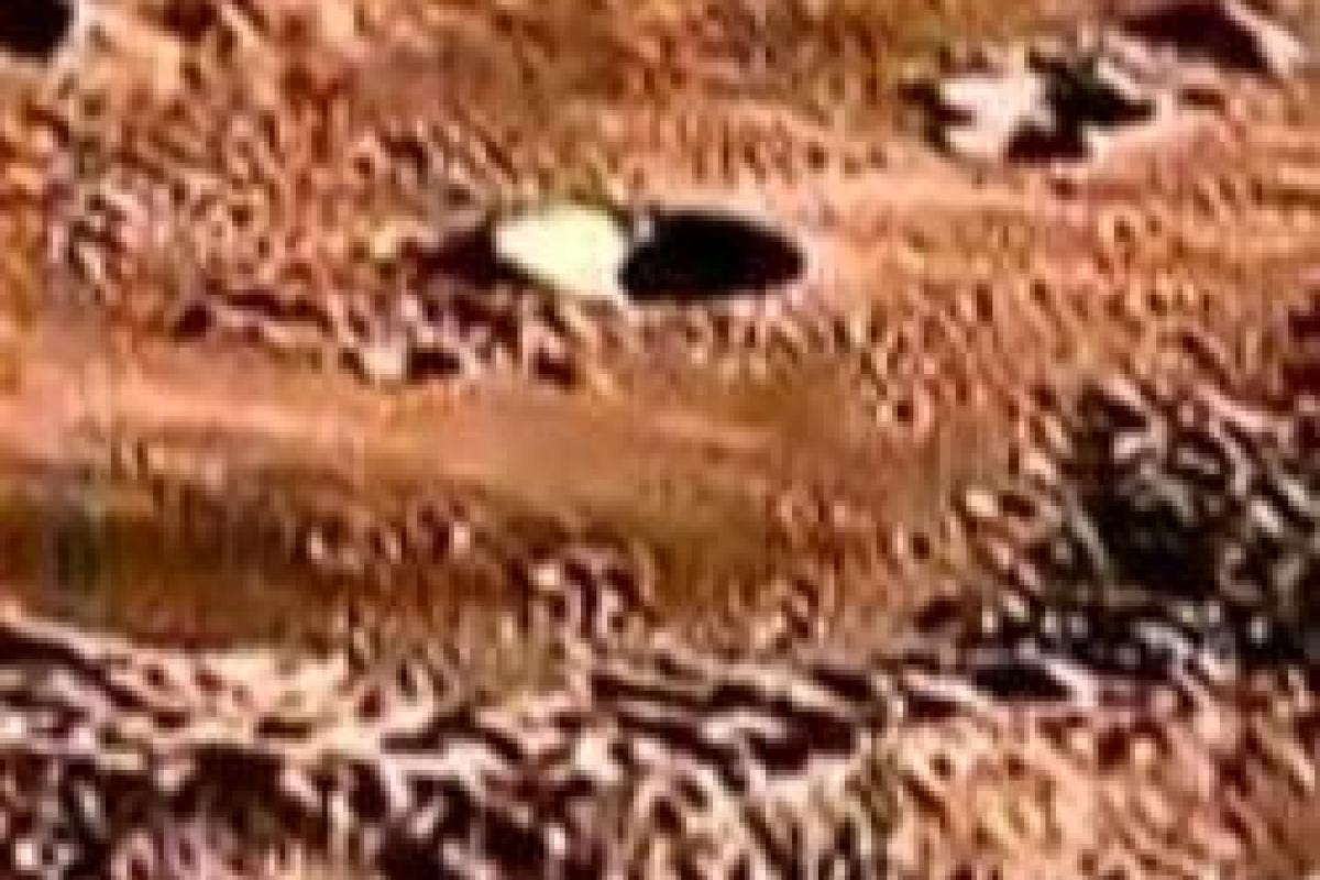 Ученые обнаружили на Луне разветвленную сеть тоннелей Ученые обнаружили на Луне разветвленную сеть тоннелей