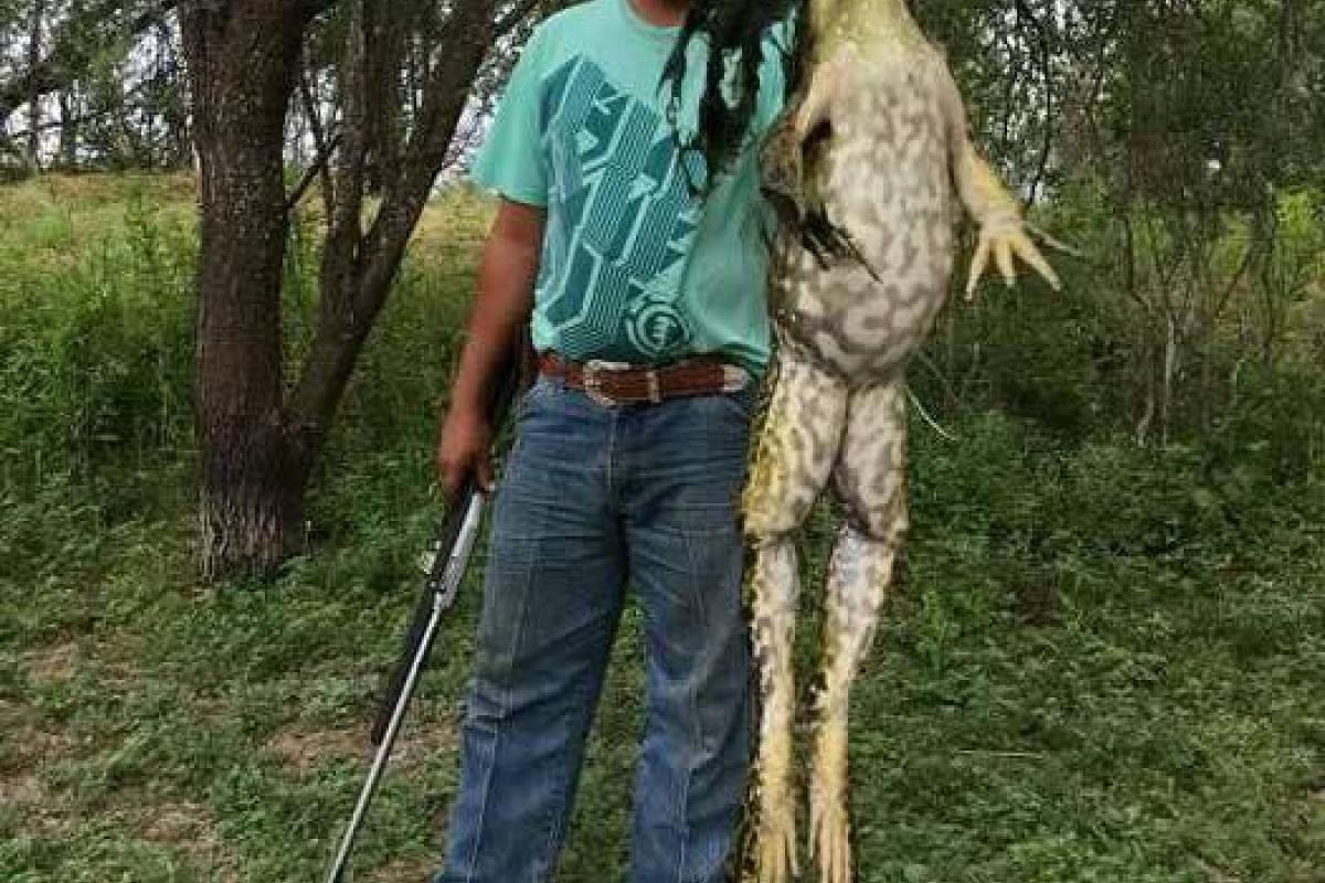 В США поймали лягушку-монстра ростом с человека