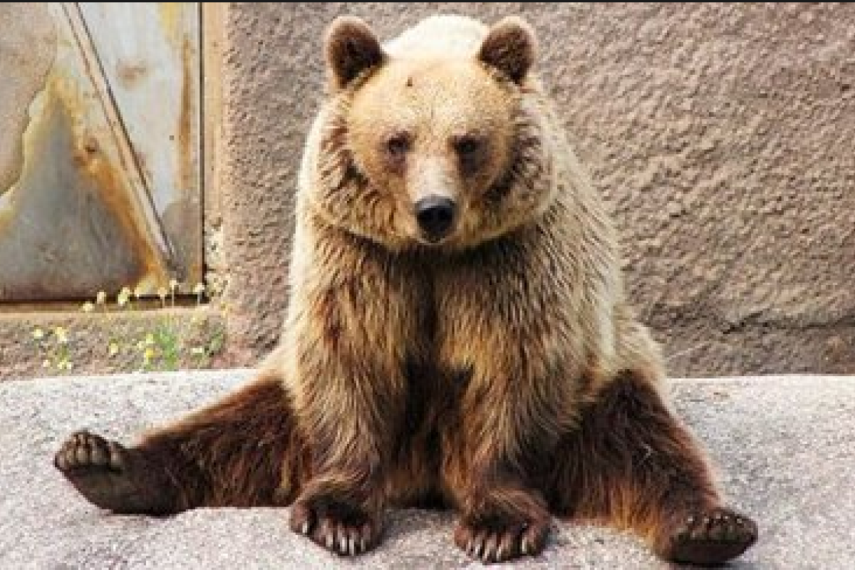 В Белой Церкви во время циркового представления медведь напал на зрителей