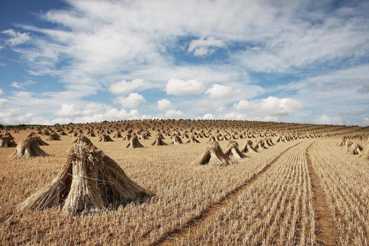 В зоне АТО просят о "хлебном перемирии"