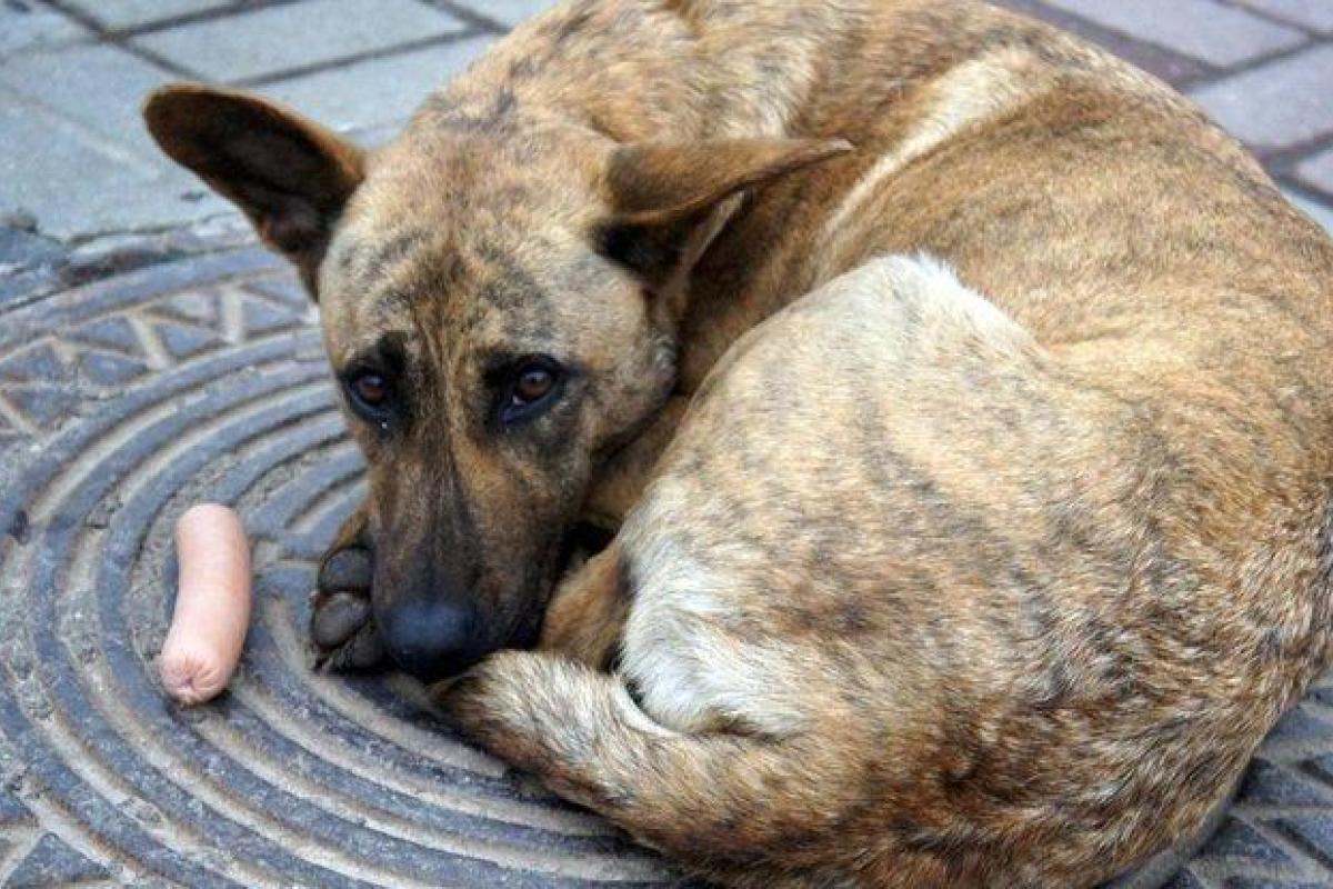 ВРУ ввела до 8 лет тюрьмы за жестокое обращение с животными