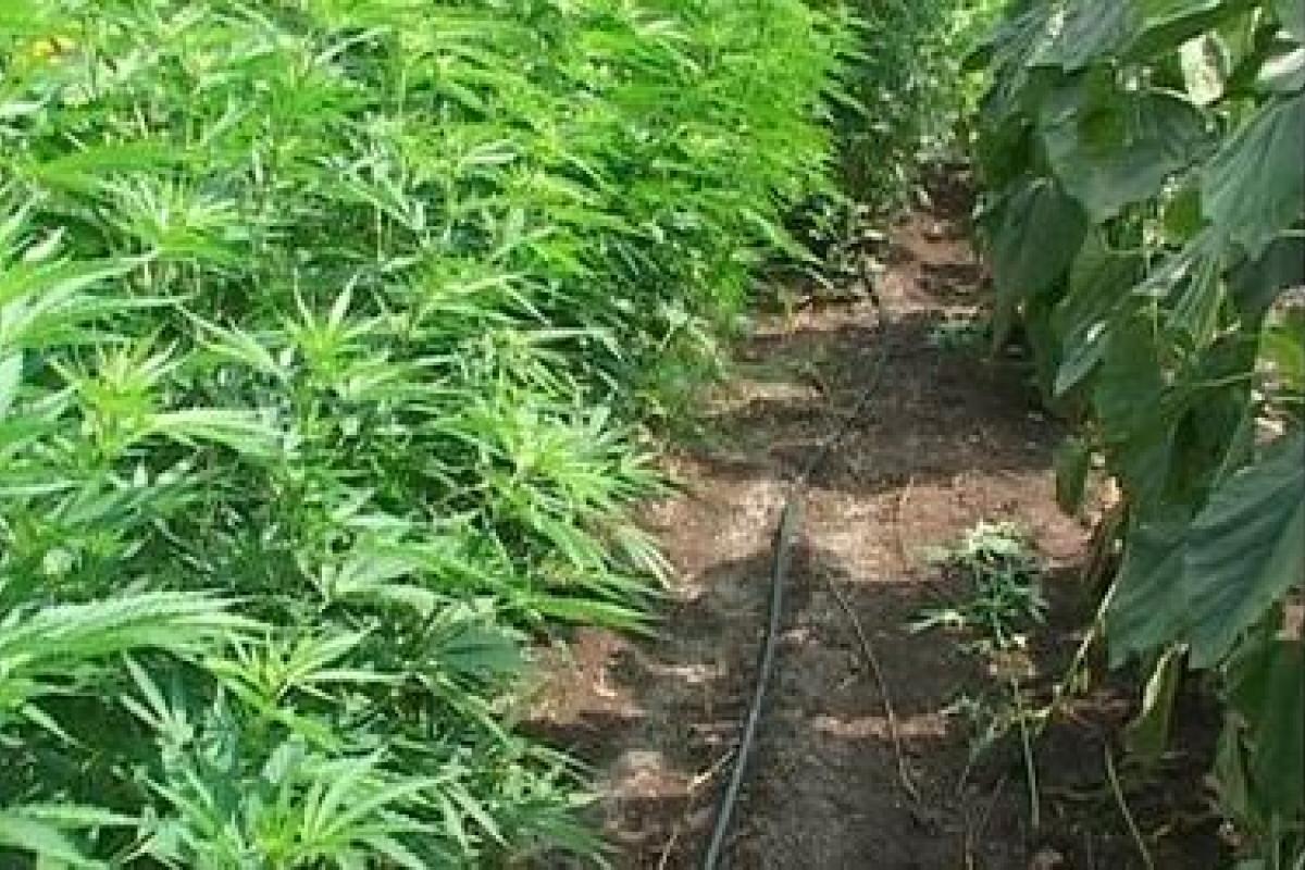 В Хмельницкой области 69-летний пенсионер выращивал более 300 кустов конопли