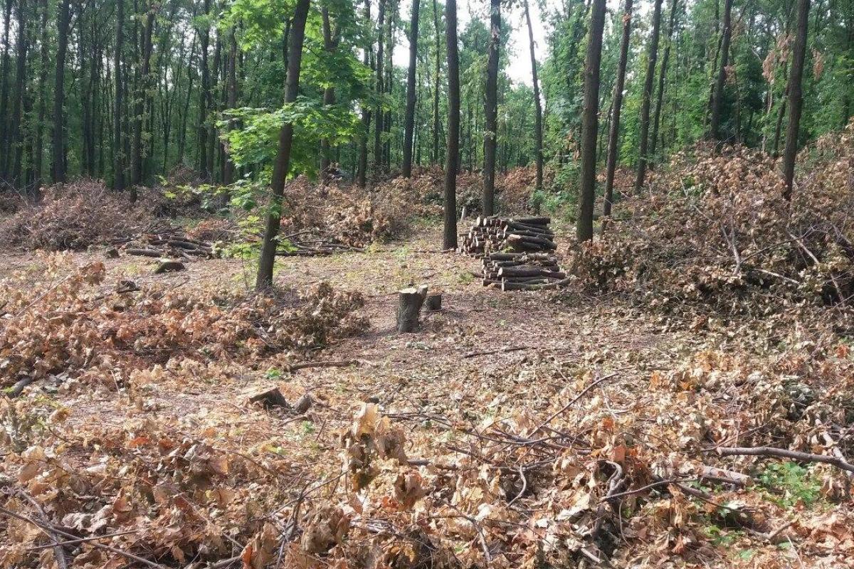 "Регион скоро превратится в безжизненное место": жители ОРДО обеспокоены массовой вырубкой леса