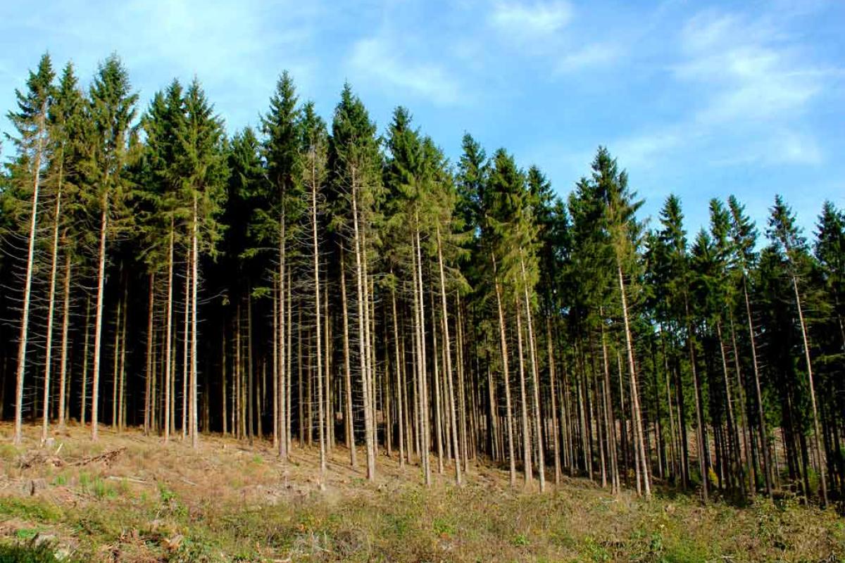 Журналист: Под Киевом убиты два сотрудника лесного хозяйства