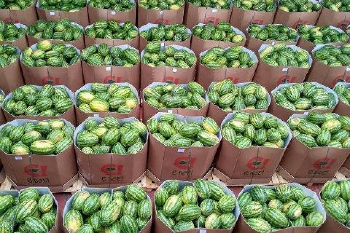 Из Херсонской области по Днепру отправили первую партию арбузов Из Херсонской области по Днепру отправили первую партию арбузов