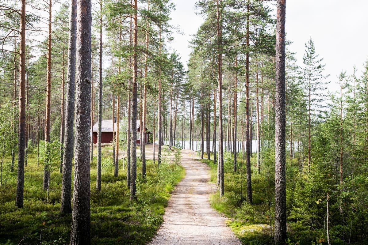 Загадочное исчезновение 37-ми украинцев в Финляндии: на сбор ягод их мог отправить российский бизнесмен