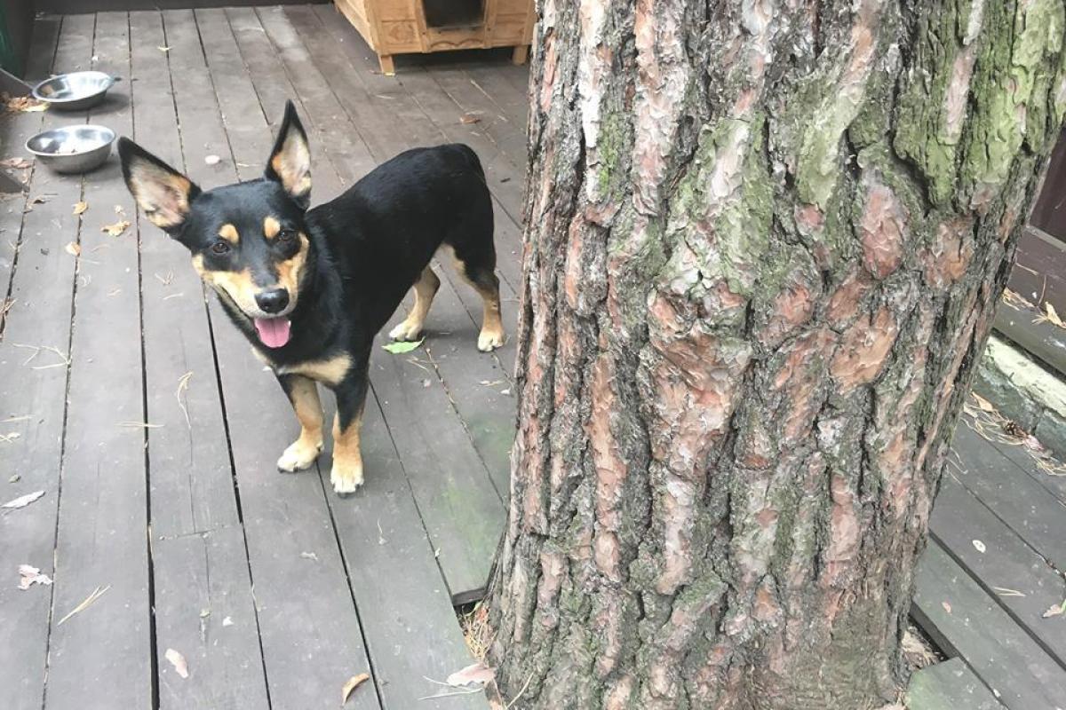 Известного украинского певца покусала собака: вакцины в больнице не оказалось 