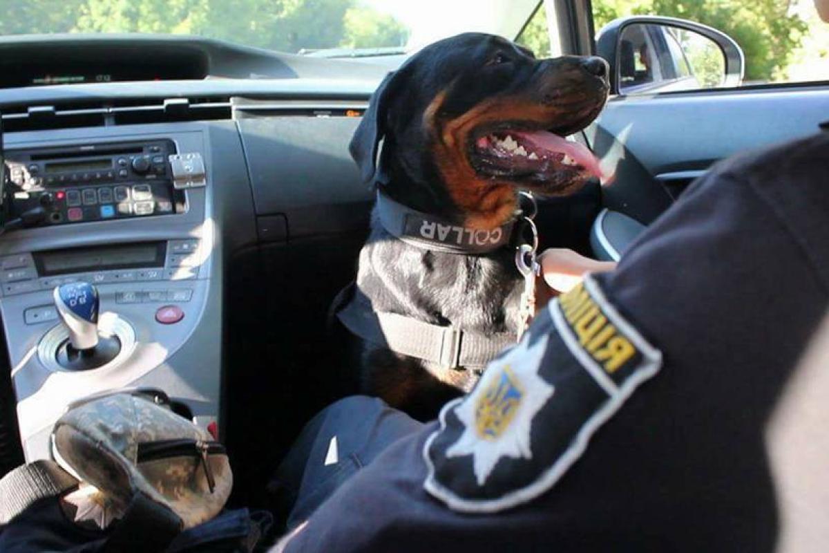 Общественный порядок Харькова будут охранять 12 служебных собак в составе пеших патрулей