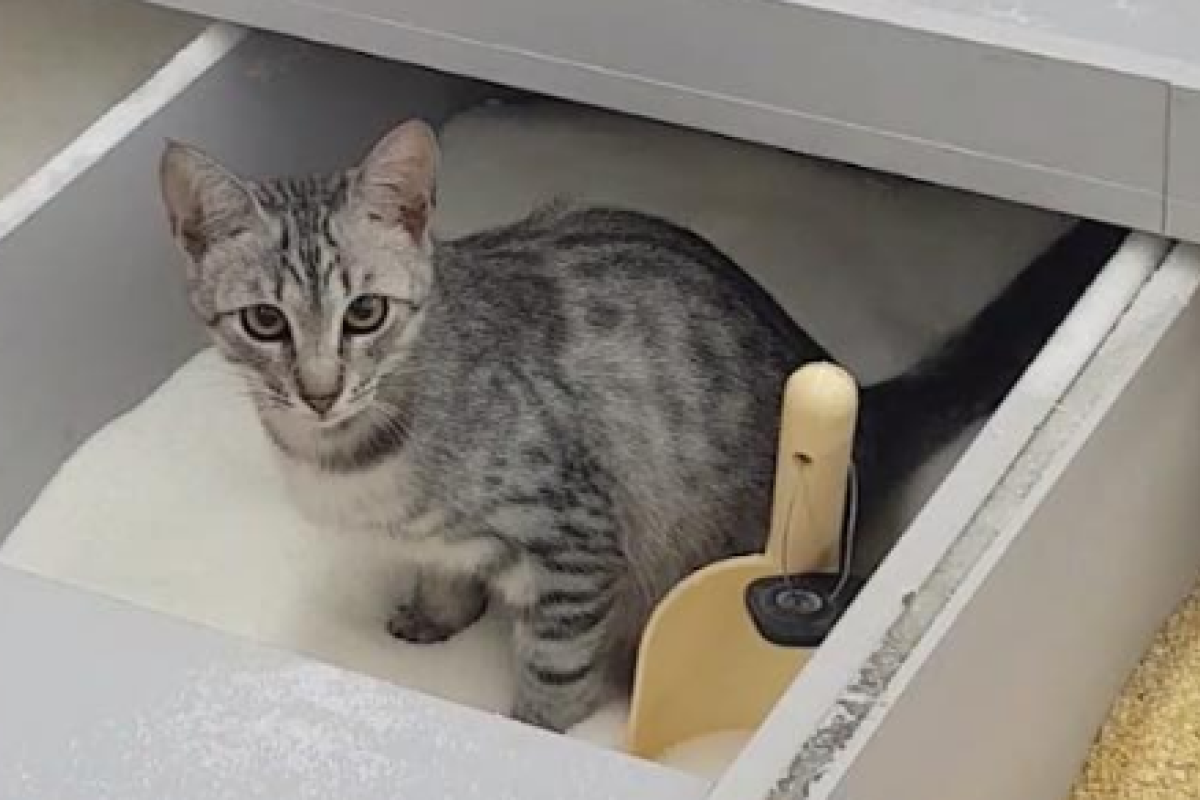 В одном из супермаркетов Киева кот перепутал ящик сахара с туалетом