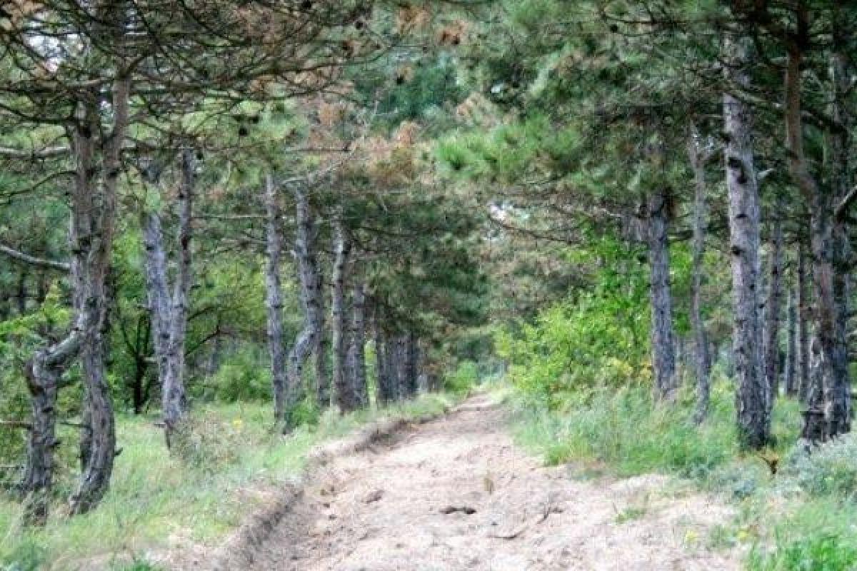 В лесу Херсонской области заблудилась женщина