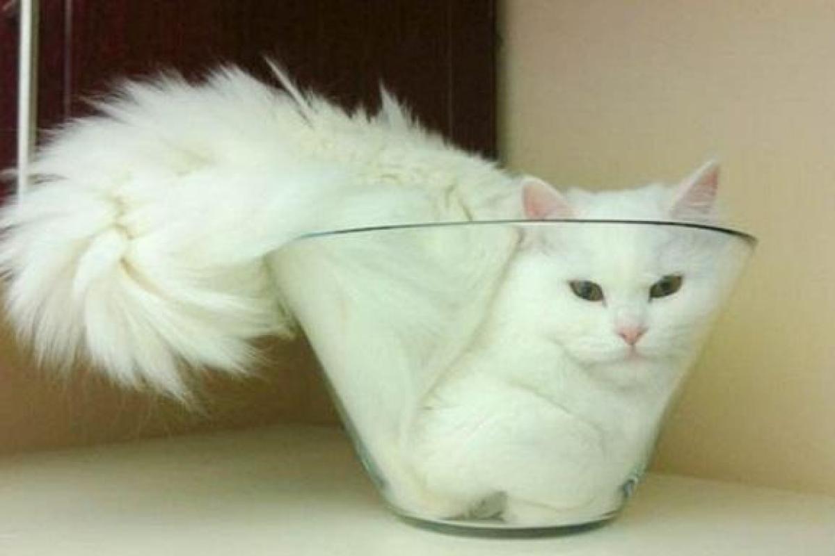 Жидкие кошки и объятия с крокодилом: В США вручили Шнобелевские премии за самые абсурдные научные открытия 