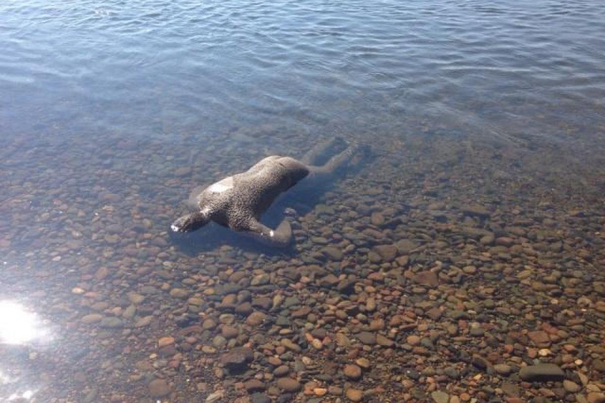 В Херсонской области в воде был обнаружен труп мужчины