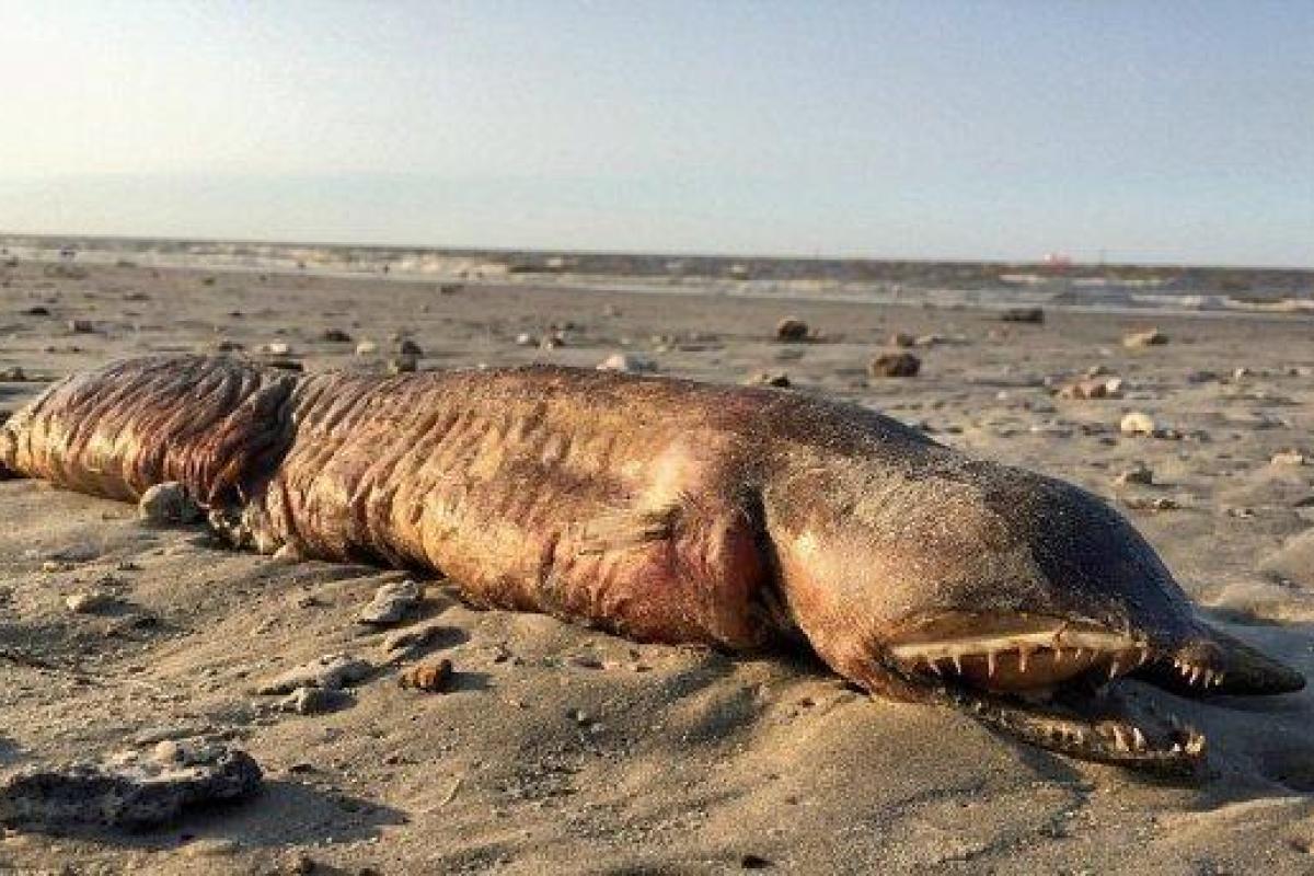 "Монстр из глубины": После урагана Харви на берег Техаса выбросило загадочное существо