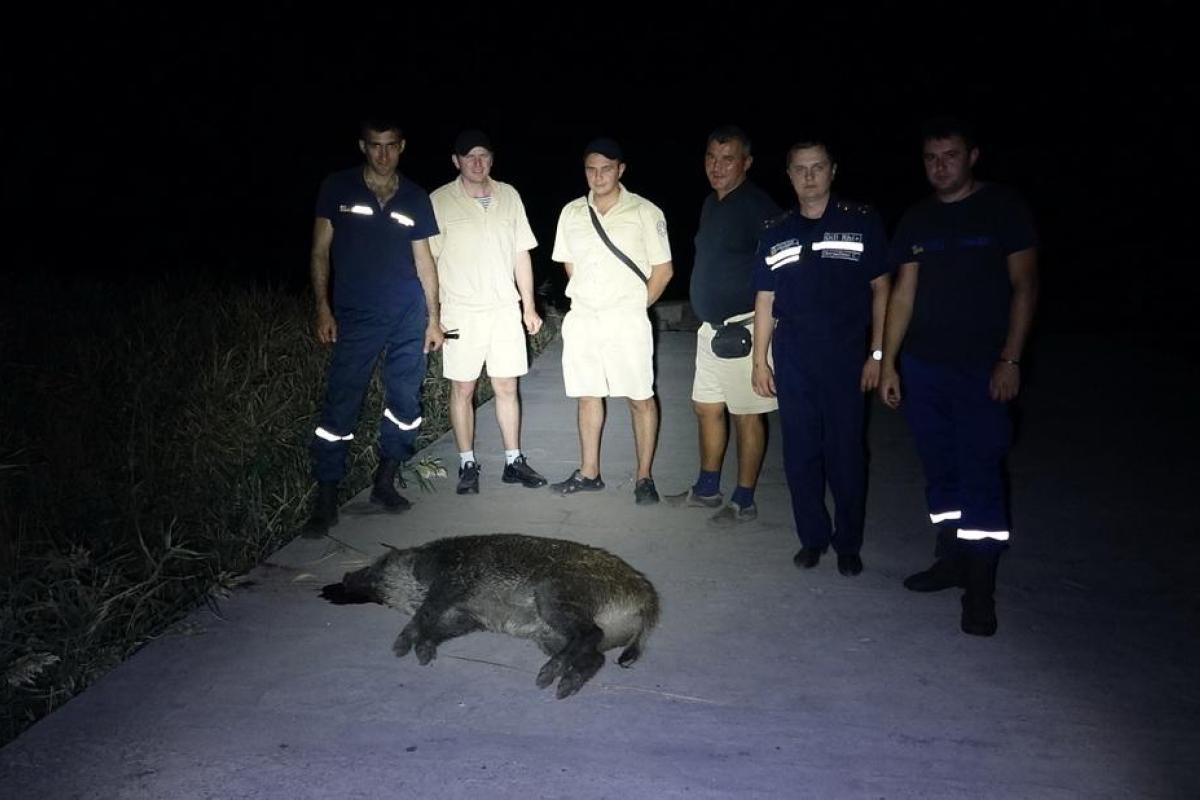 В Мариуполе мужчину покусал дикий кабан В Мариуполе мужчину покусал дикий кабан