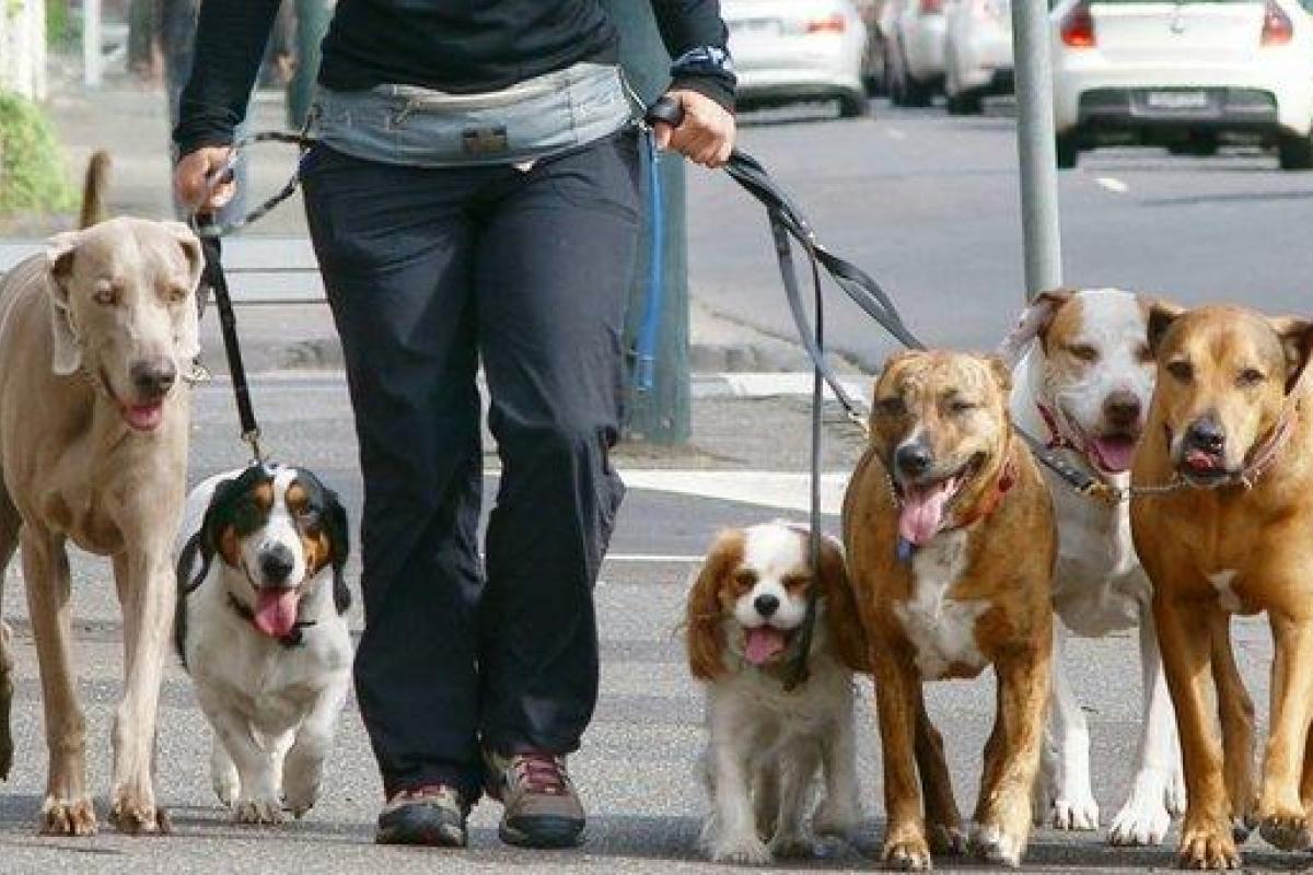 В Киеве запретили выгуливать собак возле школ, детсадов и больниц