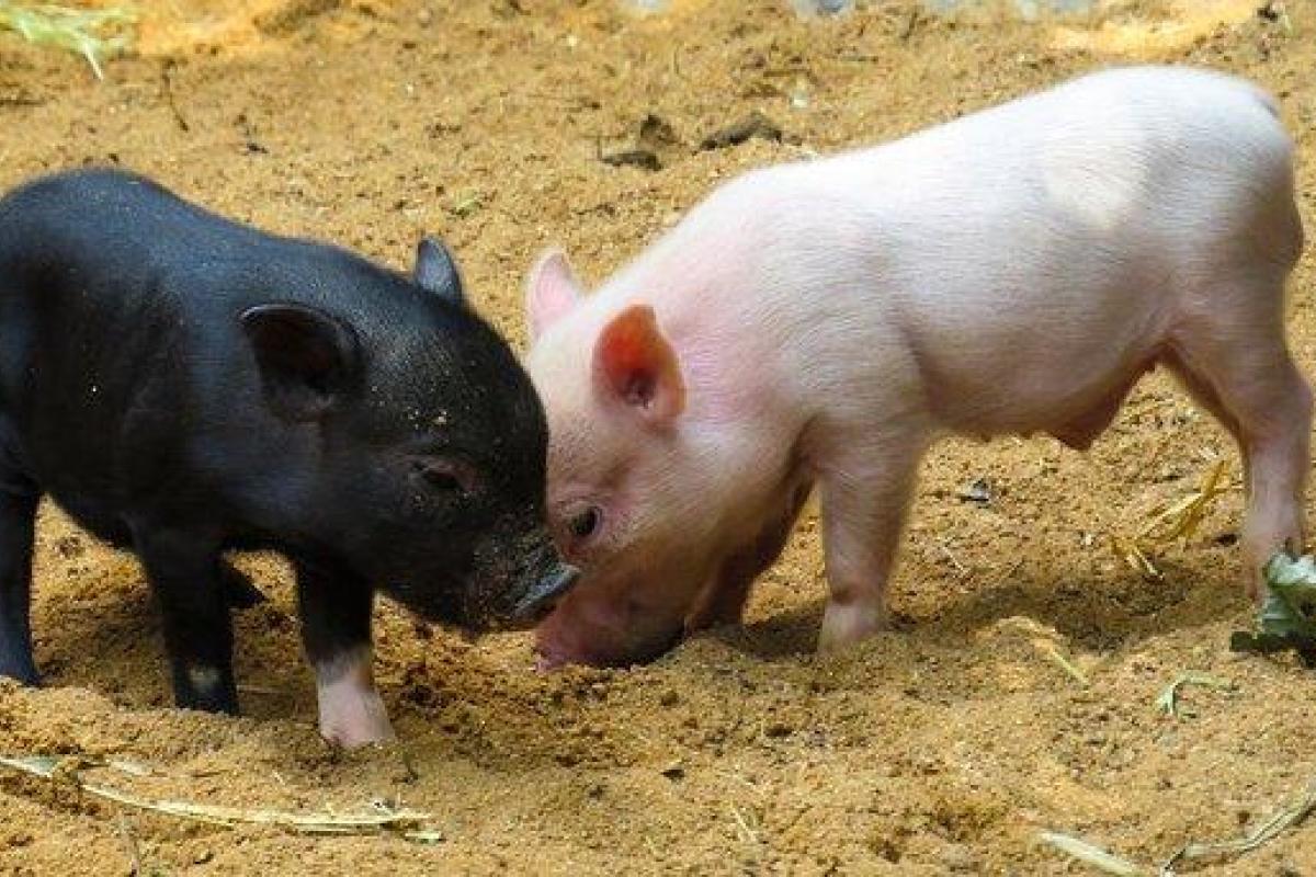 Чем украинские свиньи не угодили Кремлю? Чем украинские свиньи не угодили Кремлю?