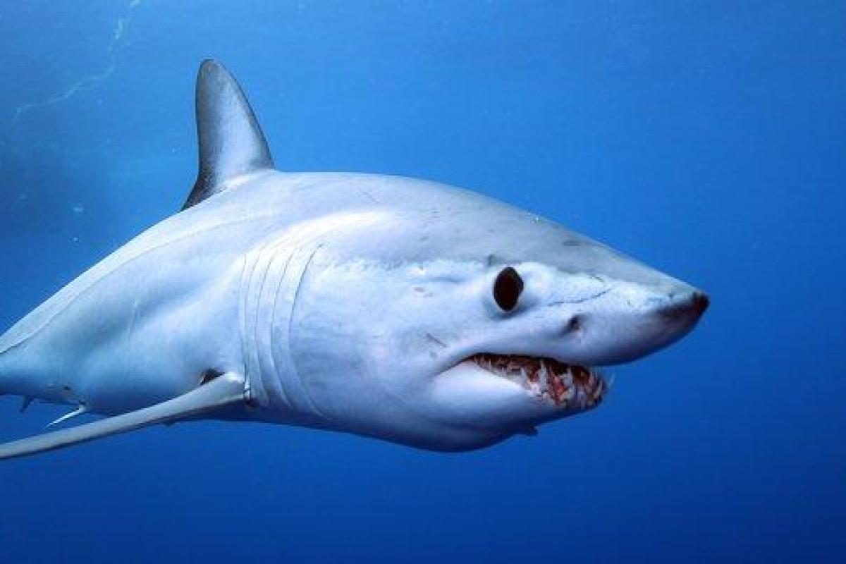 В Австралии женщина поймала руками акулу и отнесла ее в океан