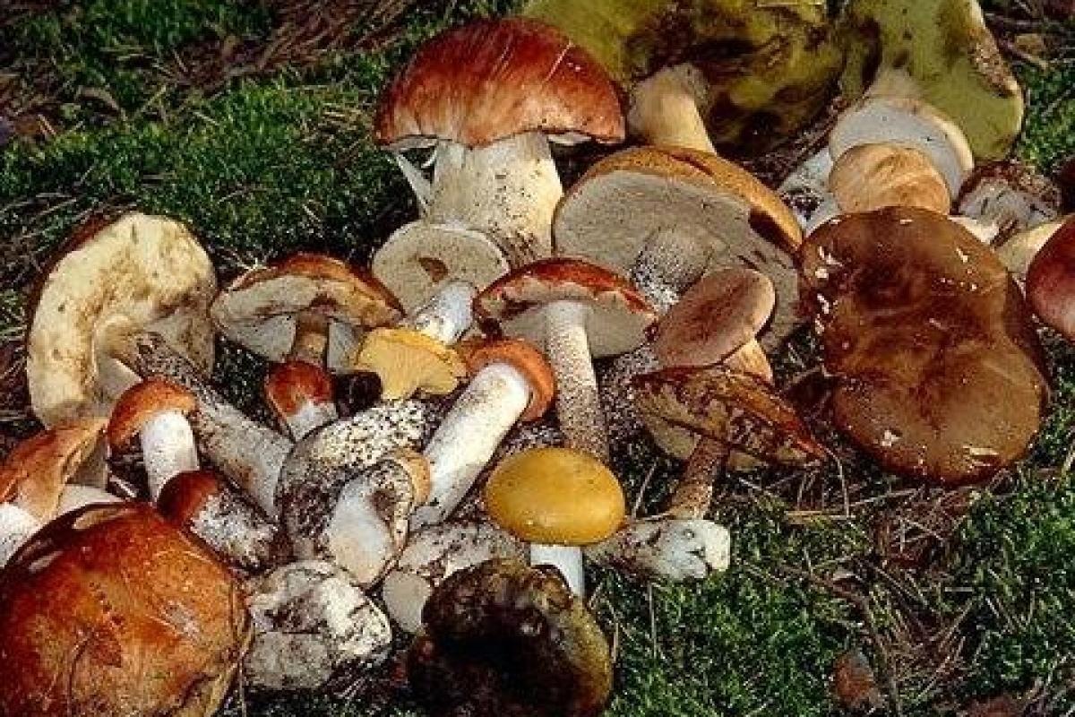 Грибами в Черниговской области отравился 21 человек, есть погибшие Грибами в Черниговской области отравился 21 человек, есть погибшие