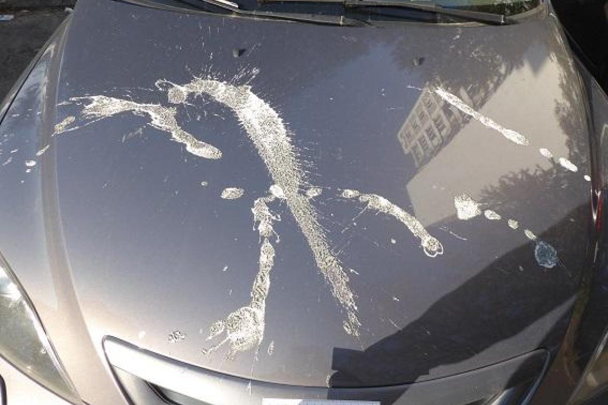 В Киеве облили кислотой десятки автомобилей: опубликованы фото