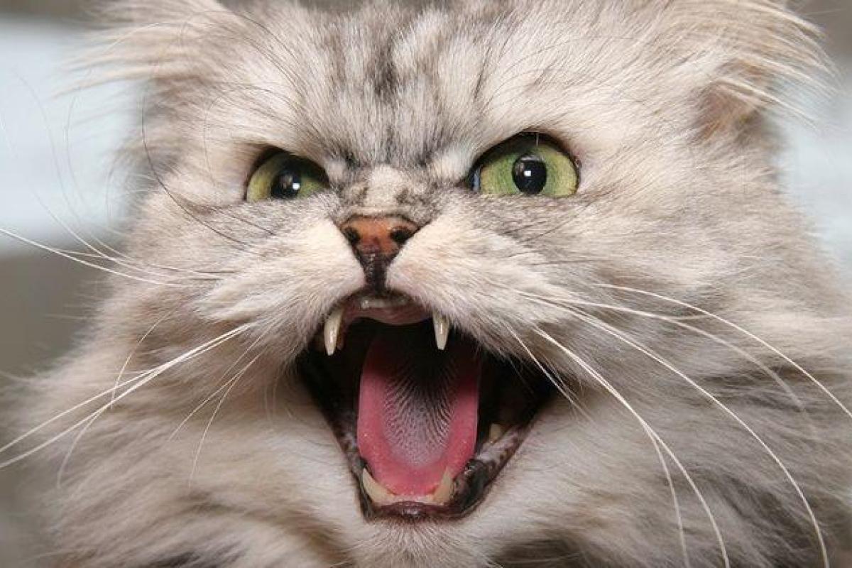 Беспородным животным запретят размножаться: нардепы подготовили новый законопроект Беспородным животным запретят размножаться: нардепы подготовили новый законопроект