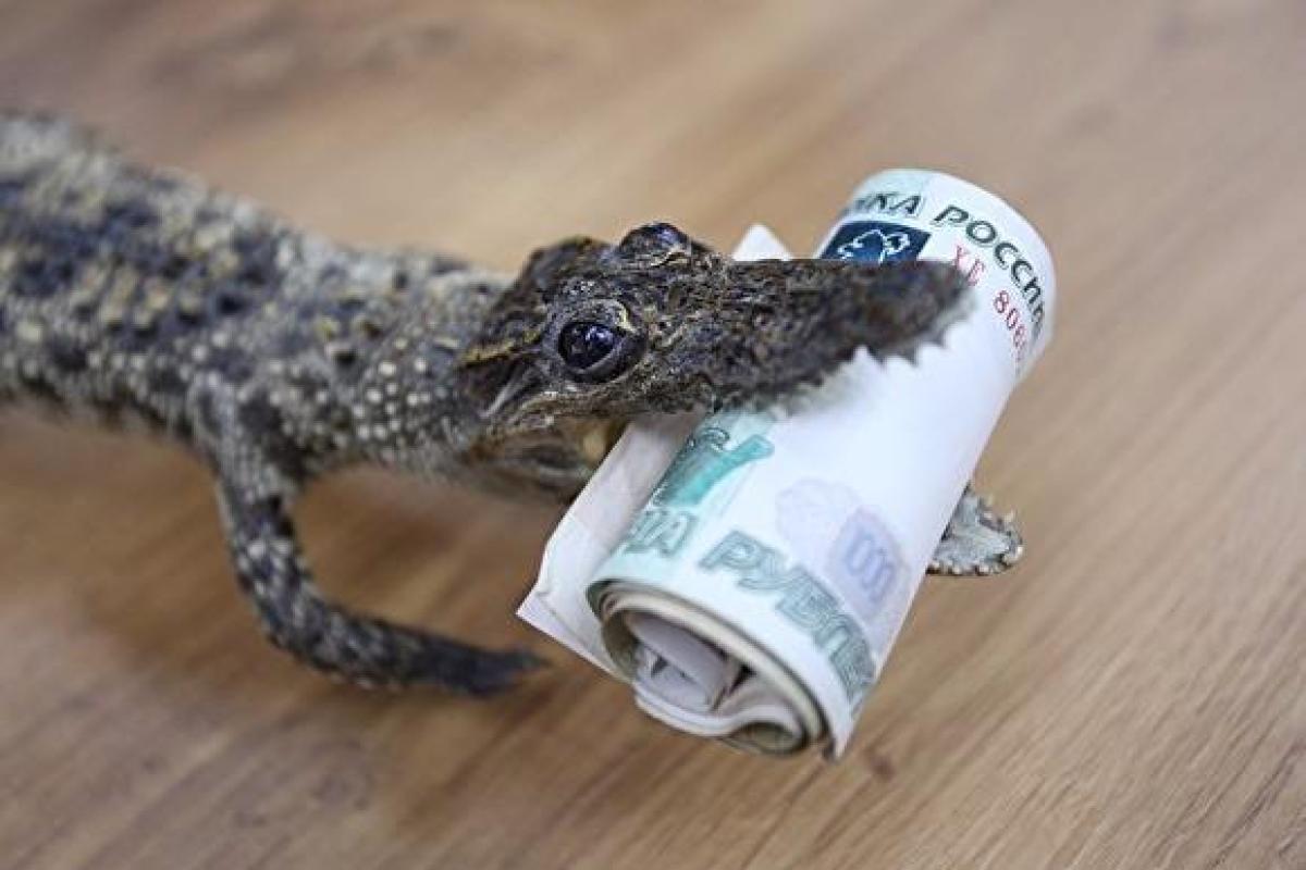 "Доход двоюродного племянника Путина — 5,5 млн в день, удивляешься только тому, куда в них лезет", - политик