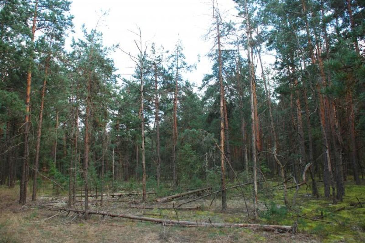 В Ровенской области неизвестные в балаклавах напали на лесную охрану В Ровенской области неизвестные в балаклавах напали на лесную охрану