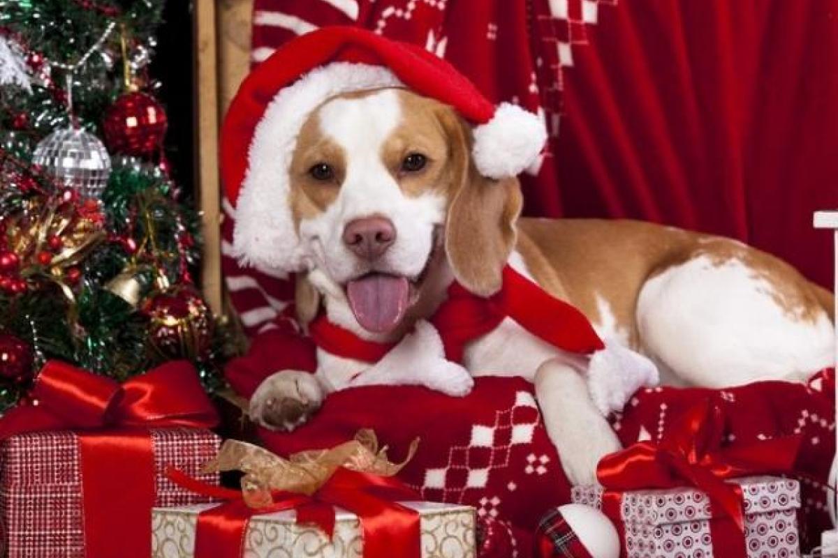 Год Желтой Собаки: Какие подарки не стоит дарить в новогоднюю ночь Год Желтой Собаки: Какие подарки не стоит дарить в новогоднюю ночь