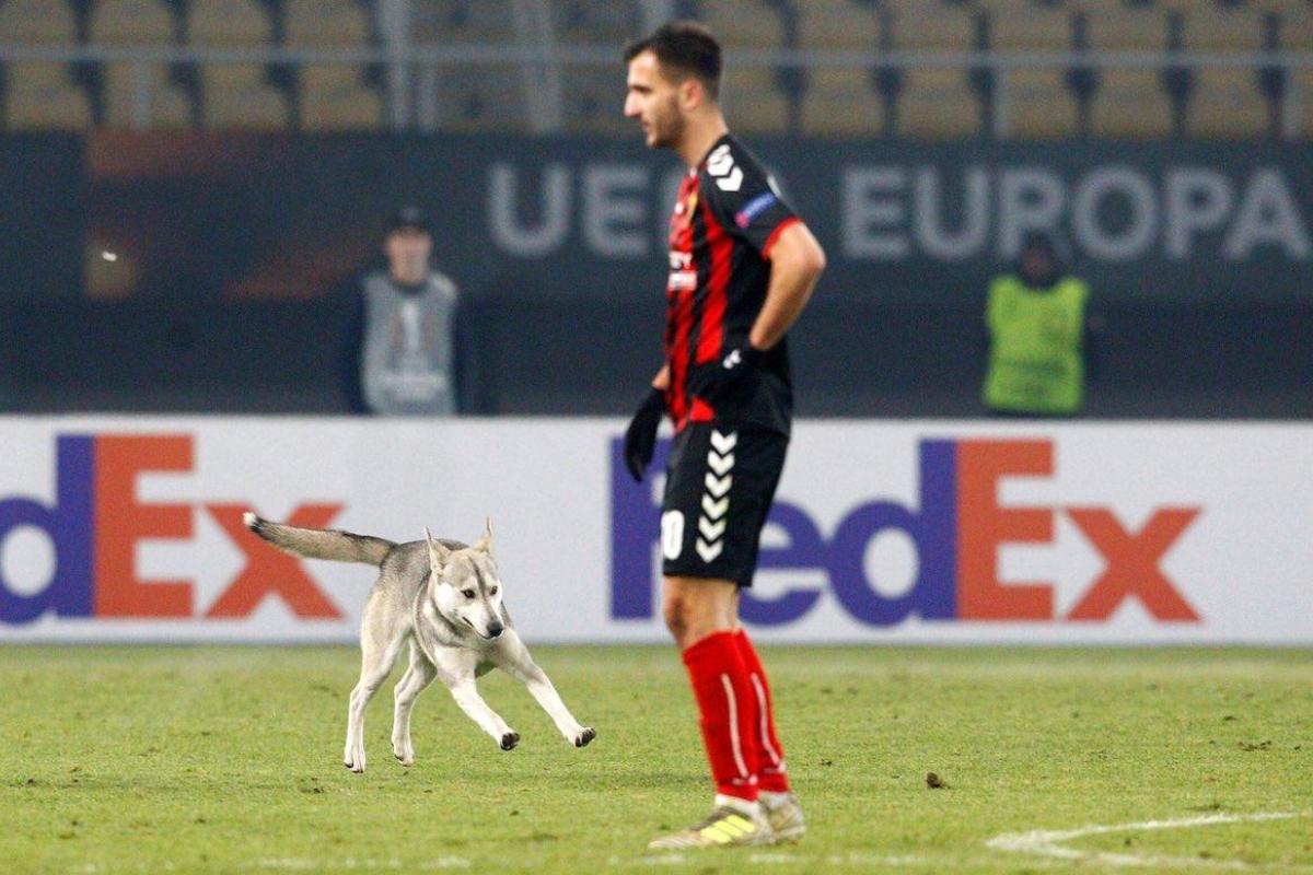 Матч Лиги Европы пришлось прервать из-за игривого пса: трибуны легли со смеху