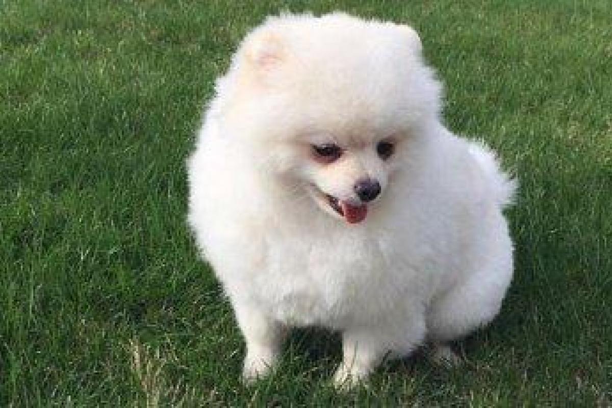 «Борьба с коррупцией во всей красе»: у украинского полицейского хотят через суд отобрать собаку «Борьба с коррупцией во всей красе»: у украинского полицейского хотят через суд отобрать собаку