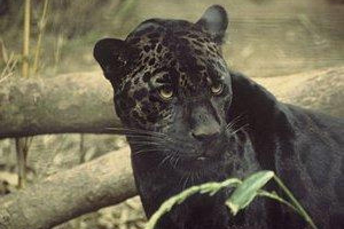 В России пантера загрызла украинца В России пантера загрызла украинца