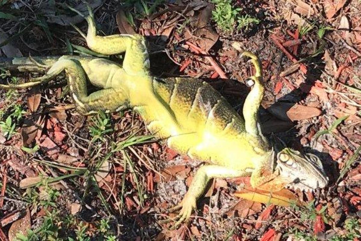 Во Флориде из-за аномальных холодов с деревьев падают замерзшие игуаны Во Флориде из-за аномальных холодов с деревьев падают замерзшие игуаны