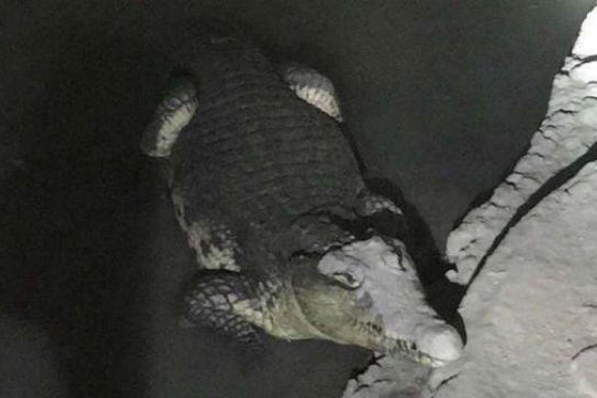 В подвале дома в Петербурге обнаружили огромного живого крокодила В подвале дома в Петербурге обнаружили огромного живого крокодила