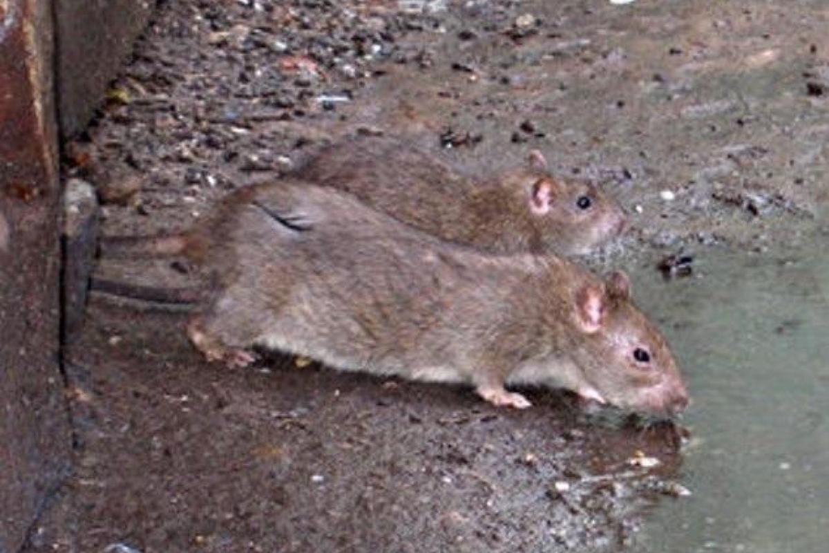 Ливни в Париже: огромные полчища крыс, спасаясь от воды, заполонили улицы Ливни в Париже: огромные полчища крыс, спасаясь от воды, заполонили улицы