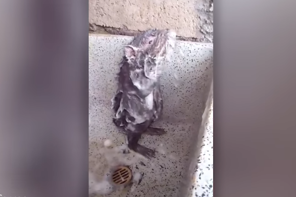 Видео с крысой, принимающей душ, как человек, стало хитом в сети Видео с крысой, принимающей душ, как человек, стало хитом в сети