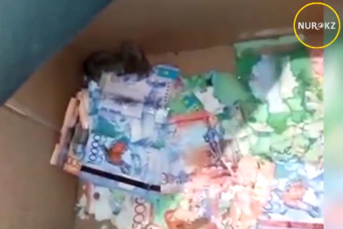 В Казахстане мыши погрызли деньги в банкомате: опубликовано видео