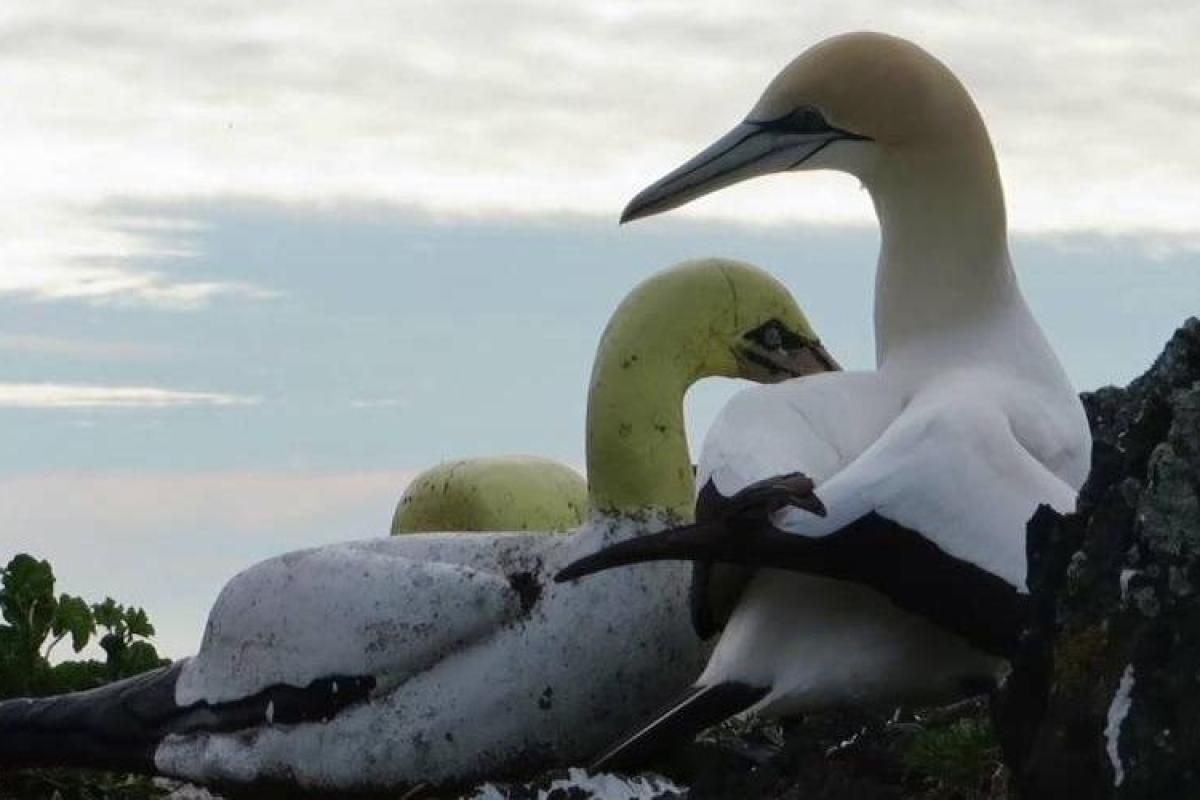 В Новой Зеландии умерла самая одинокая в мире птица