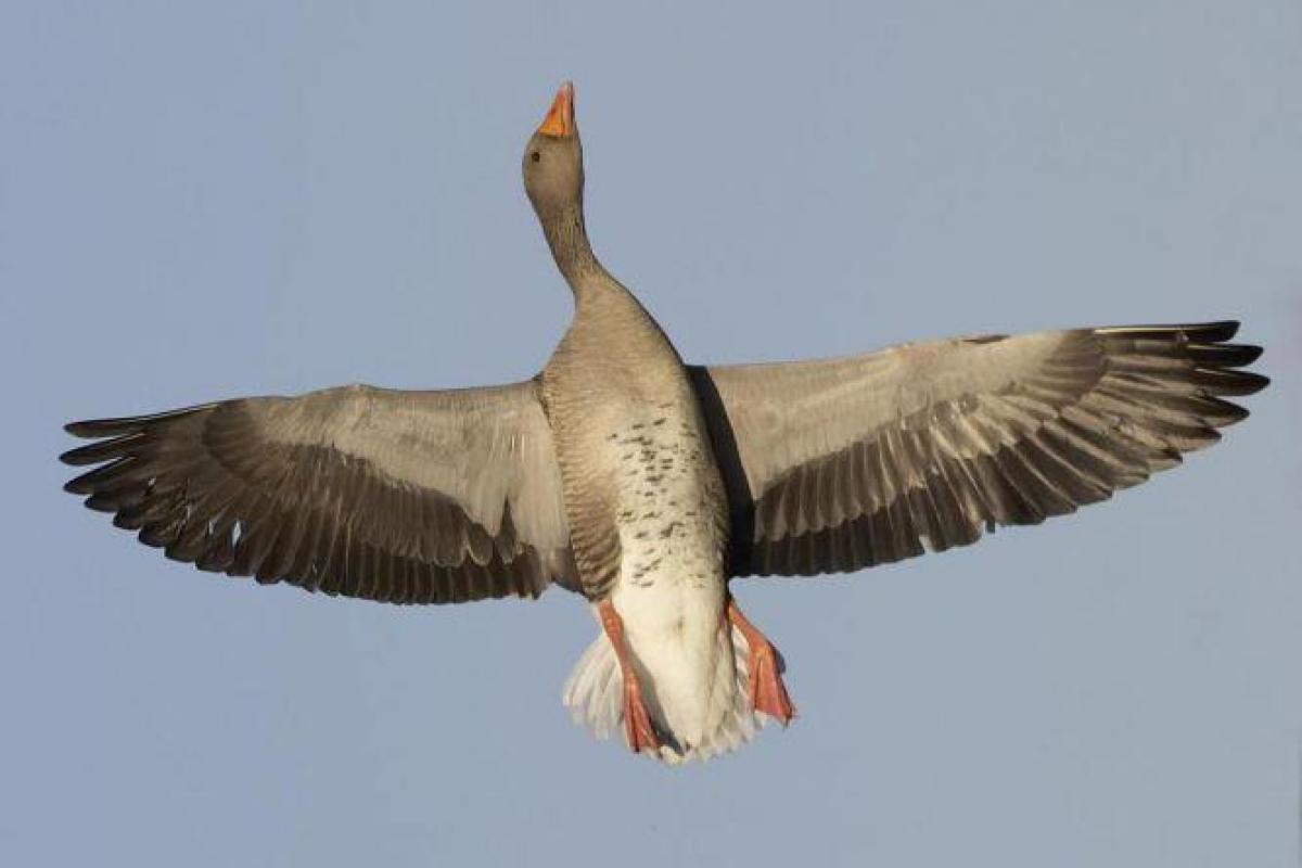 Охотника из США отправил в нокаут мертвый гусь