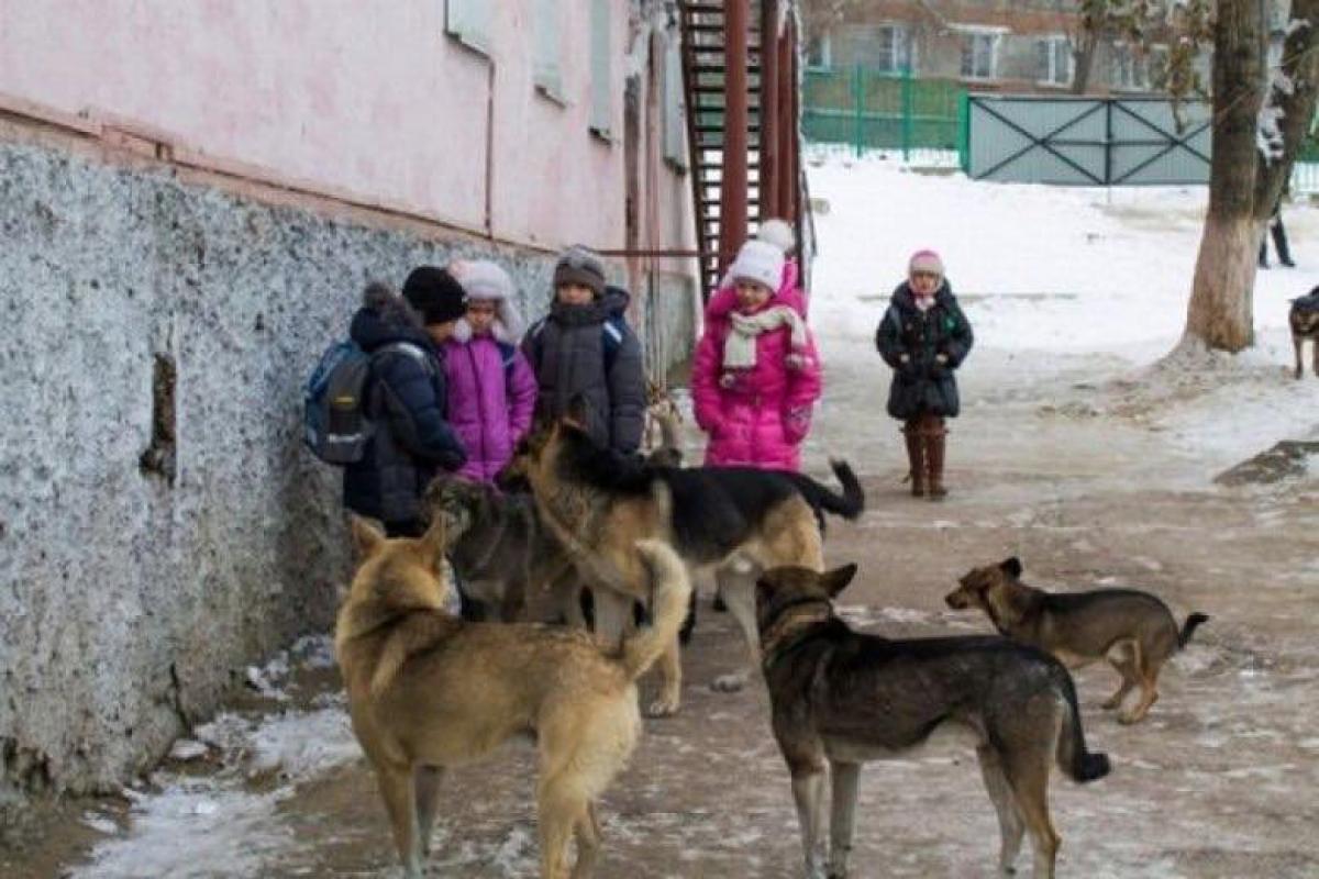 В Одесской области свора собак разорвала 6-летнюю девочку В Одесской области свора собак разорвала 6-летнюю девочку
