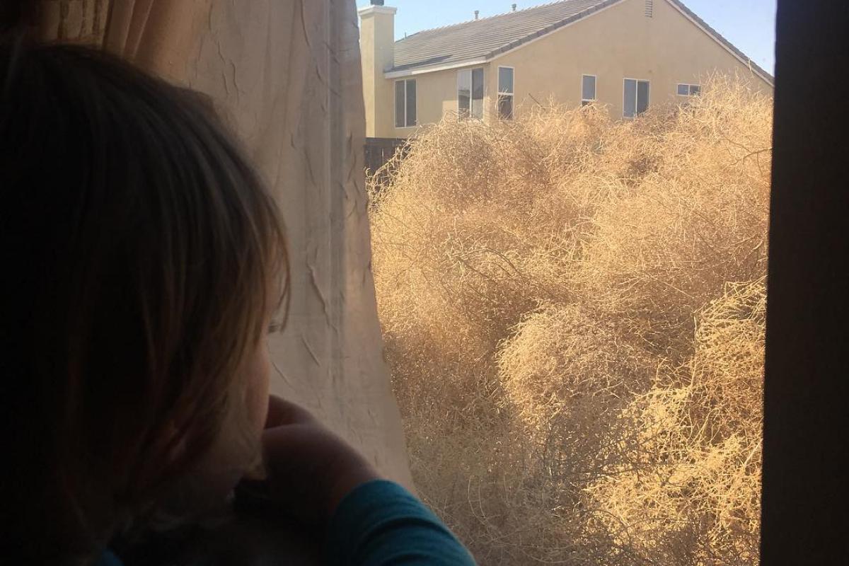 Перекати-поле "захватило" американский город: люди не могут попасть в свои дома