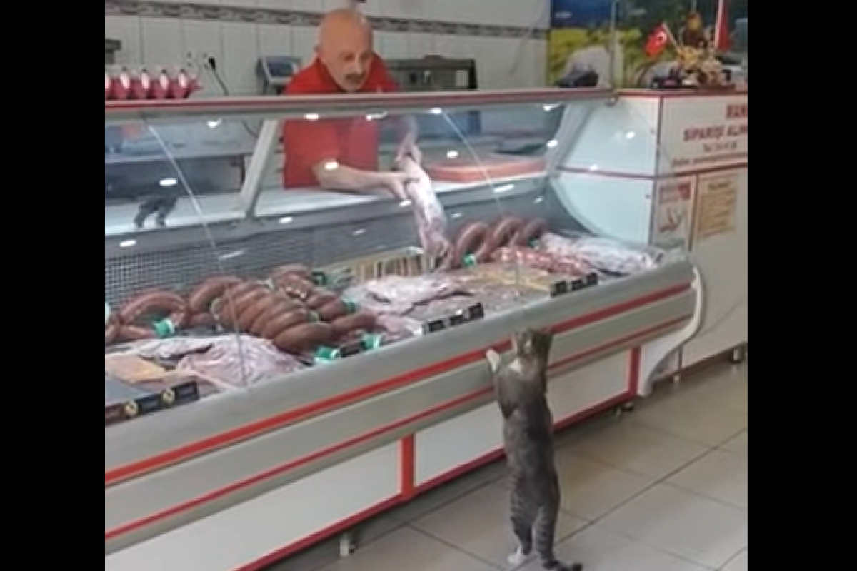 Кот пришел в магазин покупать мясо: видео набирает популярность в сети Кот пришел в магазин покупать мясо: видео набирает популярность в сети