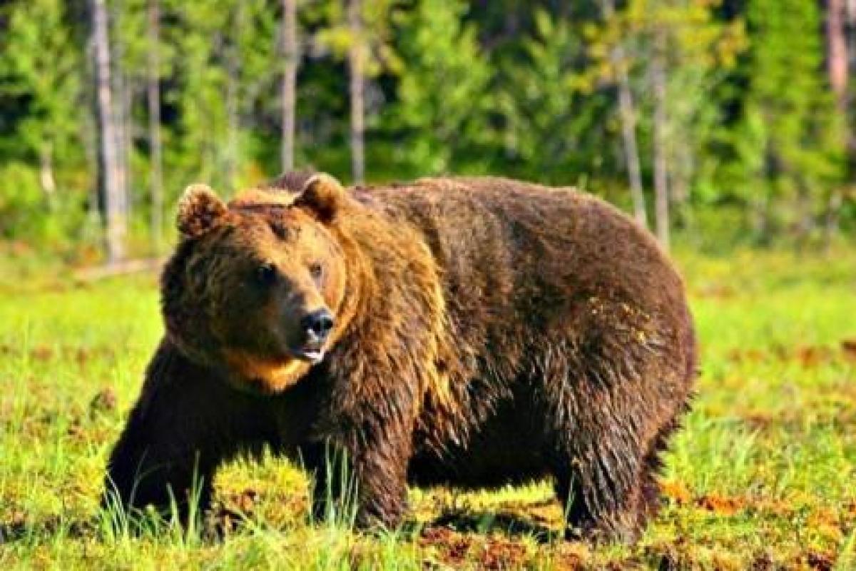 В Индии таксист попытался сделать фото с медведем и умер 