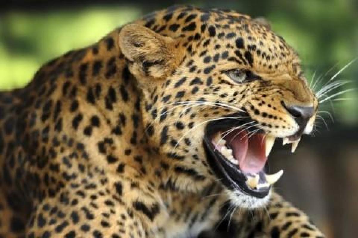 В Уганде леопард съел 3-летнего ребенка: остался только череп В Уганде леопард съел 3-летнего ребенка: остался только череп