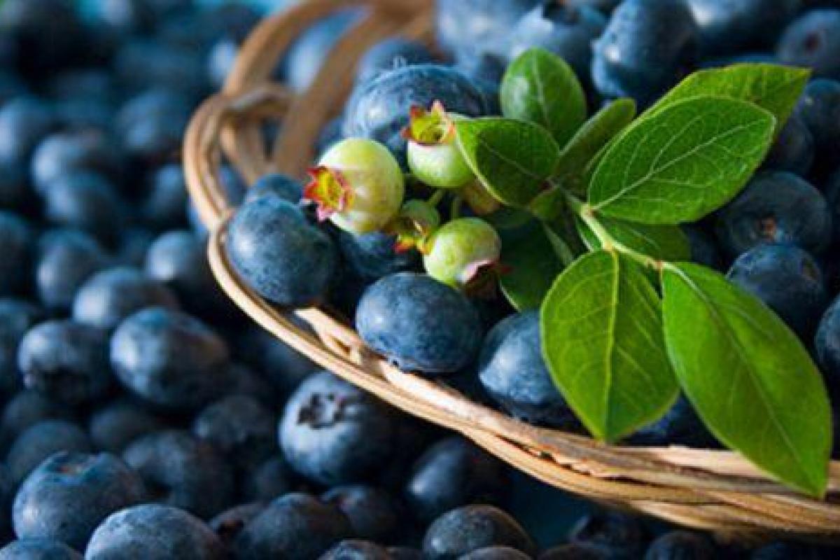 Еда для ума: ученые назвали полезные продукты