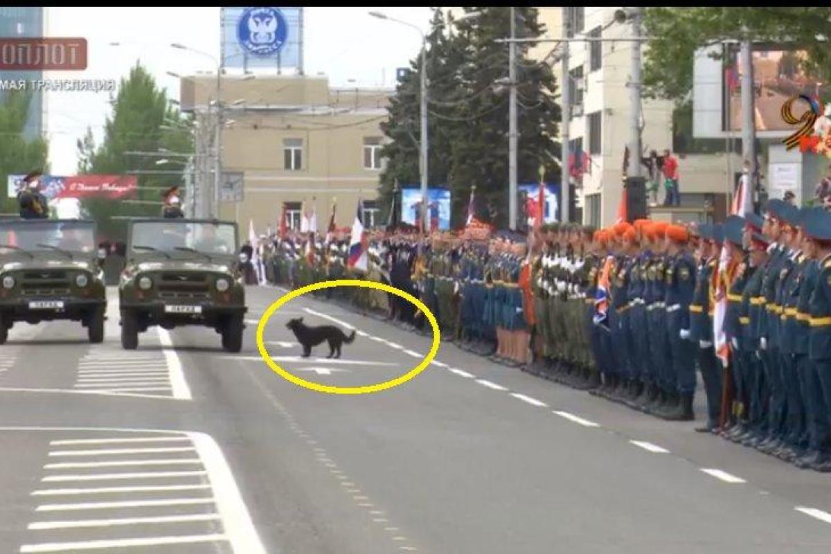 "Это душа Гиви": Сеть насмешила собака, "участвовавшая" в "параде Победы" в Донецке