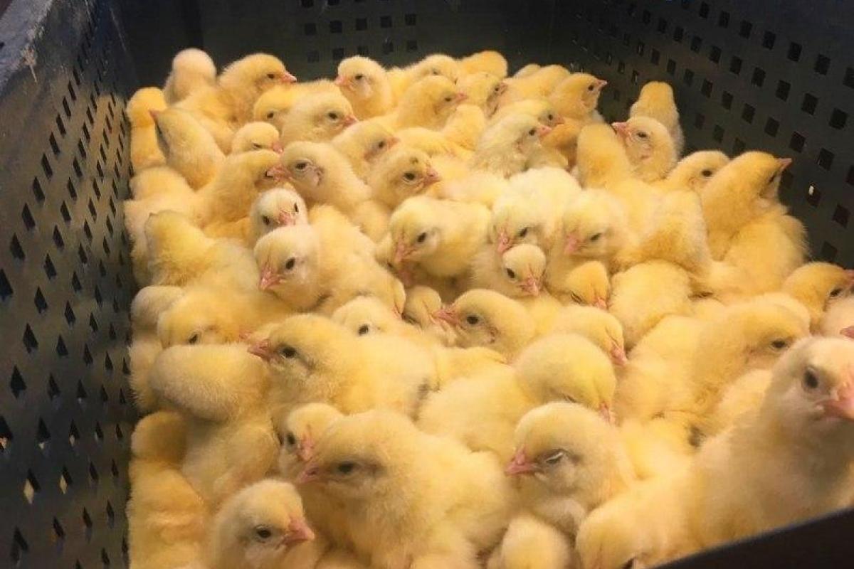 В Бельгии пожарные пожалели 20 тысяч цыплят и отравили их газом 