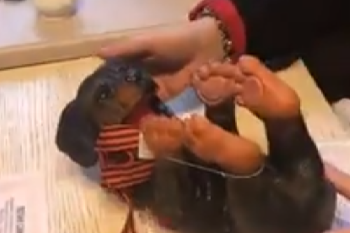 "Тренажер для зоофилов": В сети показали очередной "победобесный" аксессуар из России