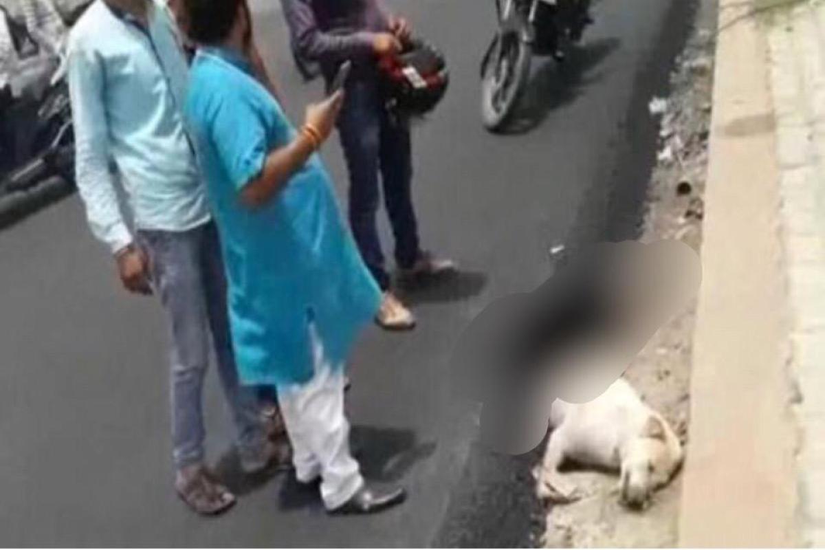 В Индии спящую на обочине собаку залили смолой, закатав в асфальт