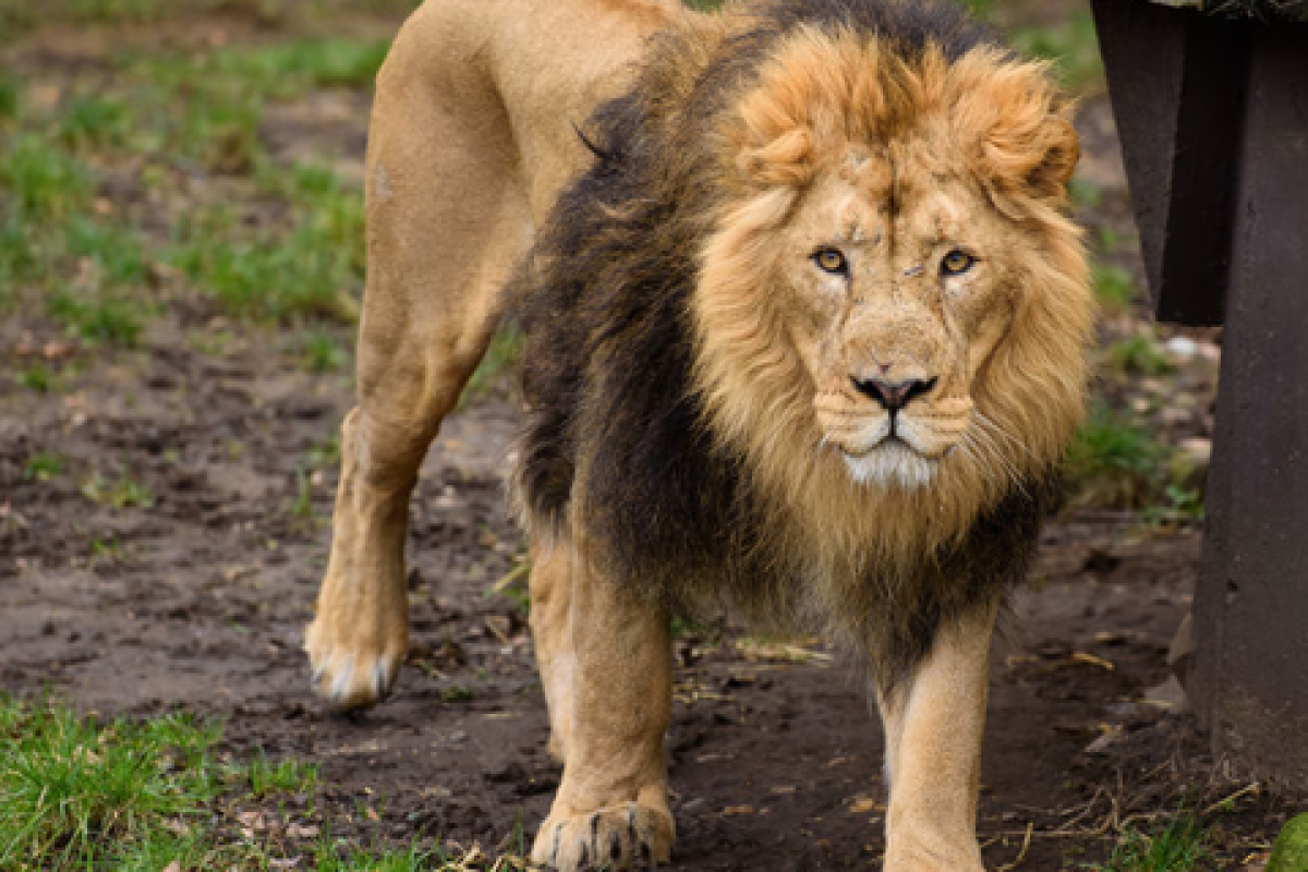 В Германии из зоопарка сбежали тигры, львы и ягуар