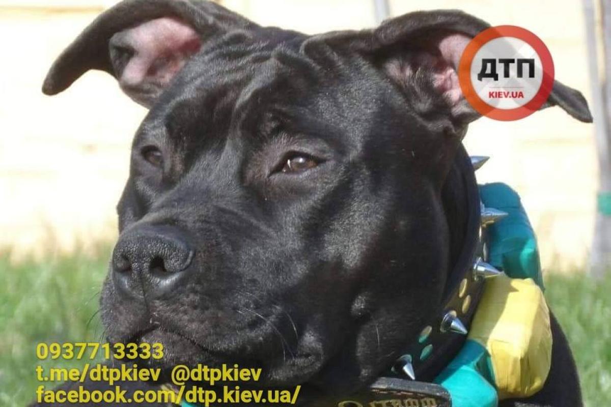 В Киеве ограбили квартиру: украли ценные вещи и собаку, которая требует особого лечения