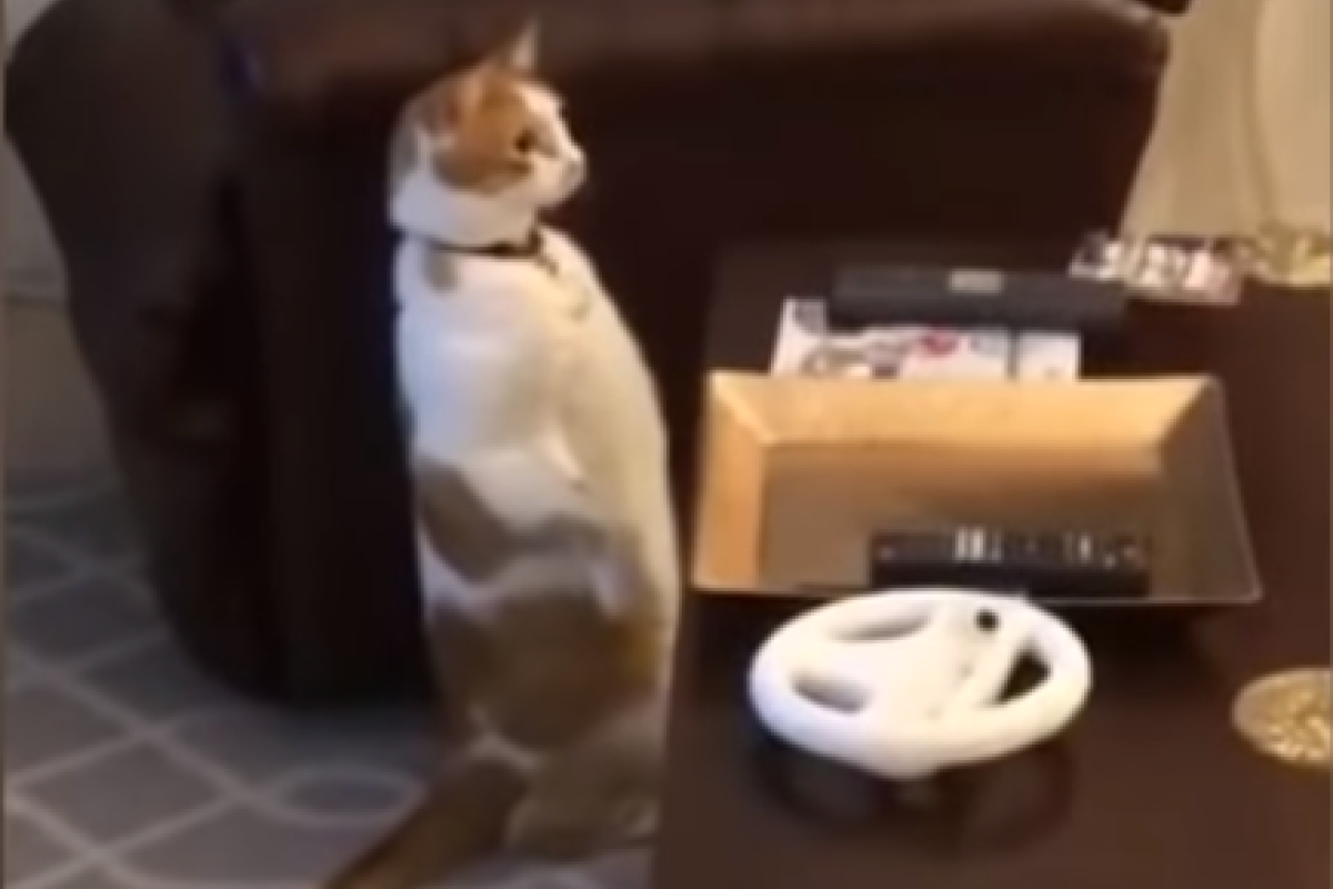 Как "сломать мозг" своему питомцу: сеть "рвет" забавный флешмоб Как "сломать мозг" своему питомцу: сеть "рвет" забавный флешмоб